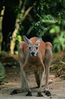 Antilopine kangaroo (Macropus antilopinus) standing, Australia Antilopine kangaroo (Macropus antilopinus) standing, Australia