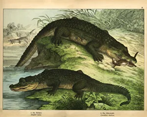 Antique chromo-lithograph with Crocodile and Alligator, Kirby's Natural History of Antique chromo-lithograph with Crocodile and Alligator, Kirby's Natural History of