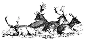 Antique illustration of four deer sitting on the grass Antique illustration of four deer sitting on the grass