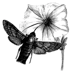 Antique illustration of Hummingbird hawk-moth (Macroglossum stellatarum) feeding on flower Antique illustration of Hummingbird hawk-moth (Macroglossum stellatarum) feeding on flower