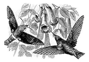 Antique illustration of Hummingbird and Hummingbird hawk-moth Antique illustration of Hummingbird and Hummingbird hawk-moth