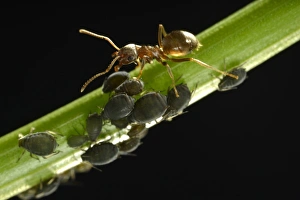 Aphids -Aphidoidea- being milked by an Ant -Formidicae-, beneficial insects and pests Aphids -Aphidoidea- being milked by an Ant -Formidicae-, beneficial insects and pests