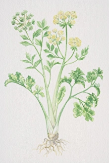 Apium graveolens, Smallage or Celery, flowering plant seeding Apium graveolens, Smallage or Celery, flowering plant seeding