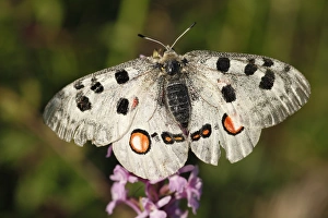 Apollo -Parnassius apollo- butterfly, Kleinziegenfelder Valley, Franconian Switzerland, Bavaria, Germany, Europe Apollo -Parnassius apollo- butterfly, Kleinziegenfelder Valley, Franconian Switzerland, Bavaria, Germany, Europe