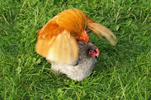 Appenzeller chicken mating, Appenzell, Switzerland, Europe Appenzeller chicken mating, Appenzell, Switzerland, Europe