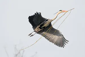 Approaching Grey Heron (Ardea cinerea) with nesting material, Hesse, Germany Approaching Grey Heron (Ardea cinerea) with nesting material, Hesse, Germany