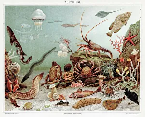 Aquarium Chromolithograph 1895 Aquarium Chromolithograph 1895
