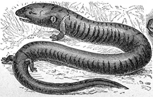 Aquatic salamander (Amphiuma tridactylum) Aquatic salamander (Amphiuma tridactylum)