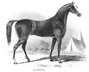 Arabian horse engraving 1873 Arabian horse engraving 1873