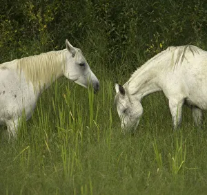Two Arabian mares grazing in tall grass, side view Two Arabian mares grazing in tall grass, side view