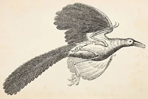 Archaeopteryx extinct bird engraving from 1872 Archaeopteryx extinct bird engraving from 1872