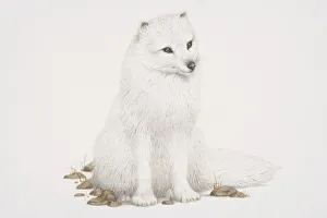 Arctic Fox (alopex lagopus) sitting, front view Arctic Fox (alopex lagopus) sitting, front view
