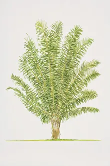 Arenga pinnata, Sugar Palm tree, side view Arenga pinnata, Sugar Palm tree, side view