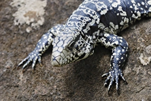 Argentine Black and White Tegu (Tupinambis merianae), Iguazu Falls, Brazil/Argentina Argentine Black and White Tegu (Tupinambis merianae), Iguazu Falls, Brazil/Argentina