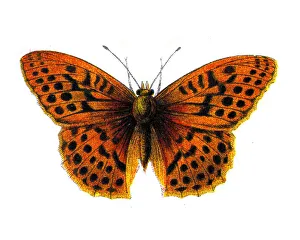 Argynnis Paphia, Silver washed Fritillary, Butterfly, Insects, Wildlife illustration Argynnis Paphia, Silver washed Fritillary, Butterfly, Insects, Wildlife illustration
