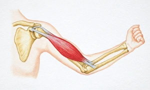 Arm flexing bicep with arm bones and bicep revealed Arm flexing bicep with arm bones and bicep revealed