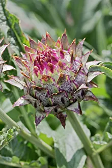 Artichoke thistle, cardone -Cynara cardunculus, Syn. Cynara scolymus- Artichoke thistle, cardone -Cynara cardunculus, Syn. Cynara scolymus-