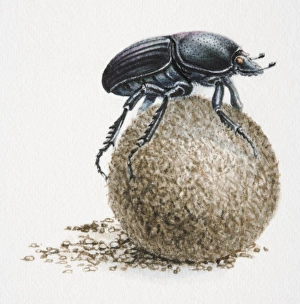 Artwork of dung beetle on top of a dung ball Artwork of dung beetle on top of a dung ball