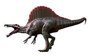 Artwork of a spinosaurus dinosaur Artwork of a spinosaurus dinosaur