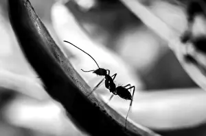 Detailed Leaf Structure Prints: The Ascending Ant