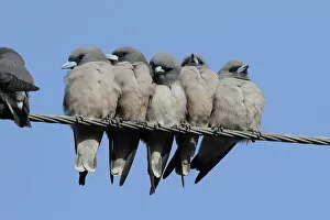 Images Dated 3rd December 2011: Ashy Woodswallow