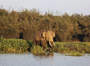 Asian, Asiatic or Indian elephant -Elephas maximus-, male, Kabini Reservoir, Rajiv Gandhi National Park Asian, Asiatic or Indian elephant -Elephas maximus-, male, Kabini Reservoir, Rajiv Gandhi National Park