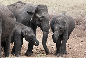 Asian, Asiatic or Indian elephants -Elephas maximus-, Rajiv Gandhi National Park, Nagarhole National Park, Karnataka Asian, Asiatic or Indian elephants -Elephas maximus-, Rajiv Gandhi National Park, Nagarhole National Park, Karnataka