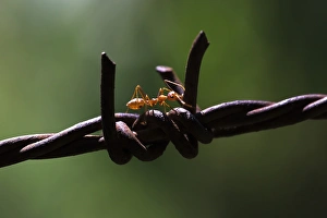 Asian Weaver Ant -Oecophylla smaragdina- on barbed wire Asian Weaver Ant -Oecophylla smaragdina- on barbed wire