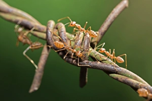 Asian Weaver Ants -Oecophylla smaragdina- on barbed wire Asian Weaver Ants -Oecophylla smaragdina- on barbed wire
