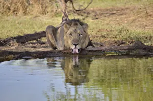 Asiatic Lion -Panthera leo persica-, male at a waterhole, Gir Interpretation Zone, Gir Forest National Park Asiatic Lion -Panthera leo persica-, male at a waterhole, Gir Interpretation Zone, Gir Forest National Park