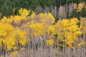 Aspen (Populus tremuloides) forest along Highway 12, Dixie National Forest, Utah, USA Aspen (Populus tremuloides) forest along Highway 12, Dixie National Forest, Utah, USA