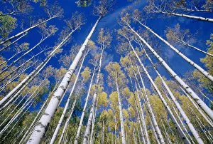 Aspen and white birch grove, low angle view, autumn Aspen and white birch grove, low angle view, autumn