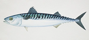 Atlantic Mackerel, Scomber scombrus, side view Atlantic Mackerel, Scomber scombrus, side view