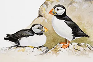 Atlantic puffins (Fratercula arctica), one seated and the other standing, side view Atlantic puffins (Fratercula arctica), one seated and the other standing, side view