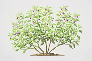 Atropa belladonna, Deadly Nightshade plant Atropa belladonna, Deadly Nightshade plant