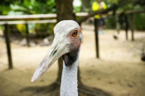 Australian Crane at Daintree National Park Australian Crane at Daintree National Park