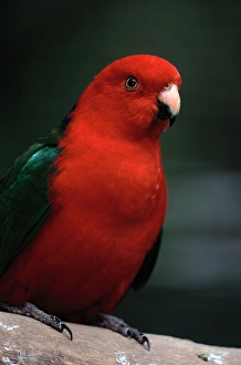 Australian King Parrot (Alisterus Scapularis) Australian King Parrot (Alisterus Scapularis)