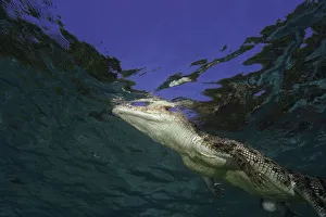 Australian saltwater crocodile (Crocodylus porosus), underwater view Australian saltwater crocodile (Crocodylus porosus), underwater view