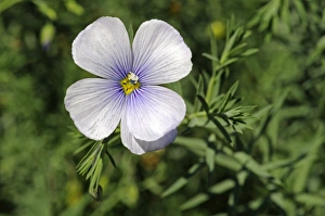 Austrian Flax -Linum austriacum-, Mediterranean Austrian Flax -Linum austriacum-, Mediterranean
