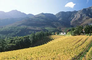 Autumn, Cape Winelands District Municipality, Cloud, Color Image, Crop, Cultivated Autumn, Cape Winelands District Municipality, Cloud, Color Image, Crop, Cultivated