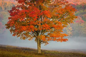 Autumn colored tree with fog covered forest in background at Canaan Valley Resort State Autumn colored tree with fog covered forest in background at Canaan Valley Resort State