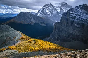 Alpine Larch Collection: Autumn colors In the Rockies, Banff National Park, Alberta, Canada