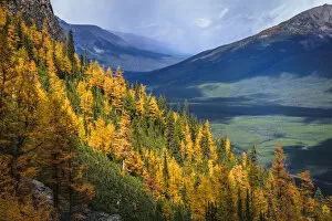Alpine Larch Collection: Autumn Colors In Rocky Mountains, Saddleback Pass, Banff National Park, Canada