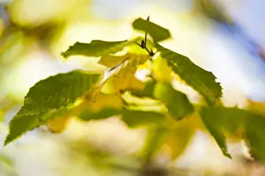 Autumn leaves of a Hop Hornbeam -Ostrya carpinifolia- in Markt Schwaben, Bavaria, Germany, Europe Autumn leaves of a Hop Hornbeam -Ostrya carpinifolia- in Markt Schwaben, Bavaria, Germany, Europe