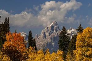 Images Dated 1st October 2011: Autumn trees framing Grand Teton, Grand Teton National Park, Wyoming, USA