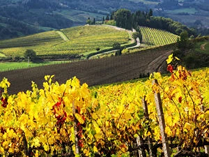 Images Dated 29th October 2013: Autumn Vineyard Rows with Bright Color, Chianti, Tuscany, Italy