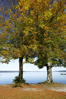 Autumnal beech trees -Fagus- at Lake Starnberg, near Seeshaupt, Bavaria, Germany, Europe Autumnal beech trees -Fagus- at Lake Starnberg, near Seeshaupt, Bavaria, Germany, Europe