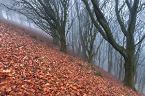 Award winning landscape. Trees in the mist. English Peak District. UK. Europe Award winning landscape. Trees in the mist. English Peak District. UK. Europe