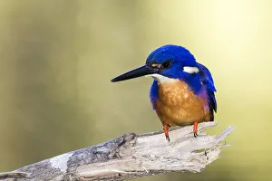 Azure kingfisher, Eungella National Park, Australia Azure kingfisher, Eungella National Park, Australia