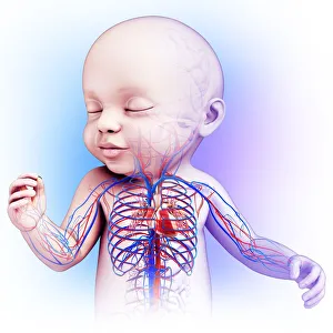Babys heart and circulatory system, illustration Babys heart and circulatory system, illustration